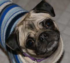 Roxy the pug doing her head tilt!